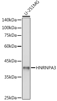 Anti-HNRNPA3 Antibody