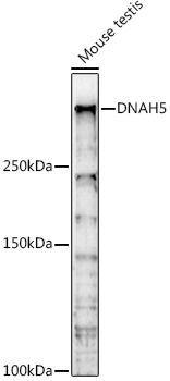 Anti-DNAH5 Antibody