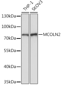 Anti-MCOLN2 Antibody