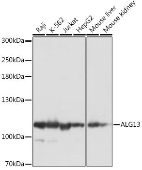 Anti-ALG13 Antibody