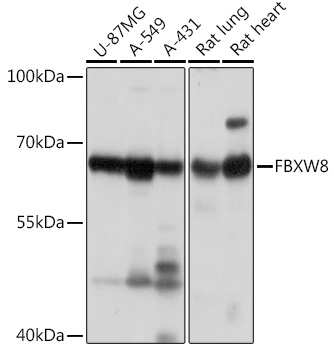 Anti-FBXW8 Antibody