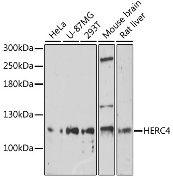 Anti-HERC4 Antibody
