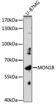 Anti-MON1B Antibody