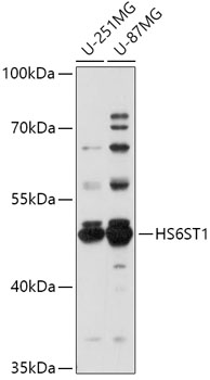 Anti-HS6ST1 Antibody