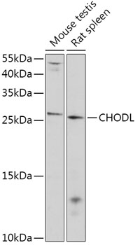 Anti-CHODL Antibody