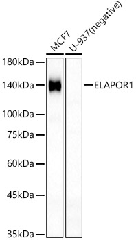 Anti-Estrogen-induced gene 121 protein Antibody