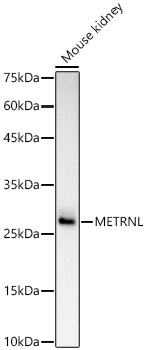 Anti-METRNL Antibody