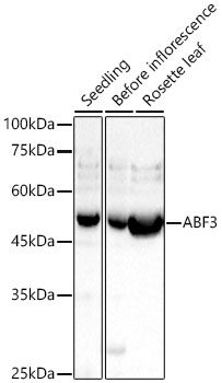 Anti-ABF3 Antibody