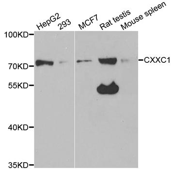 Anti-CXXC1 Antibody