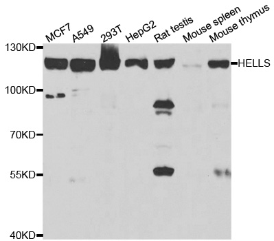 Anti-HELLS Antibody