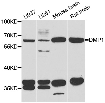 Anti-DMP1 Antibody