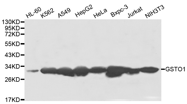 Anti-GSTO1 Antibody