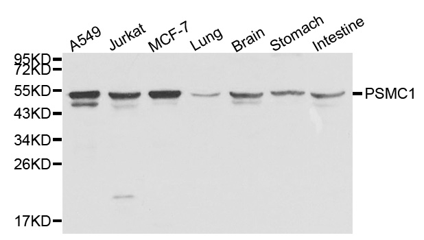 Anti-PSMC1 Antibody