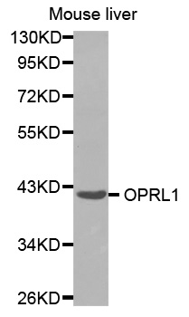 Anti-OPRL1 Antibody