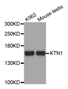 Anti-KTN1 Antibody
