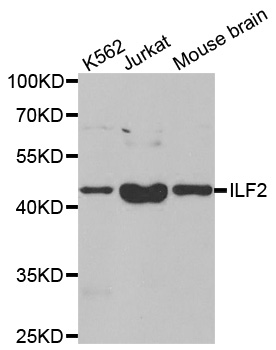 Anti-ILF2 Antibody