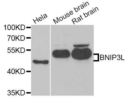 Anti-BNIP3L Antibody