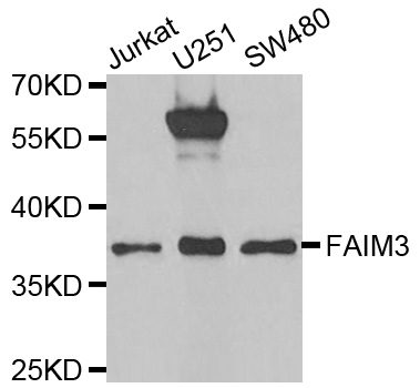 Anti-FAIM3 Antibody