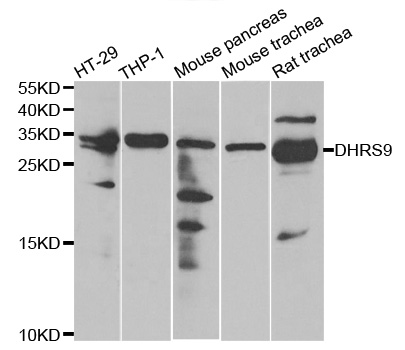 Anti-DHRS9 Antibody