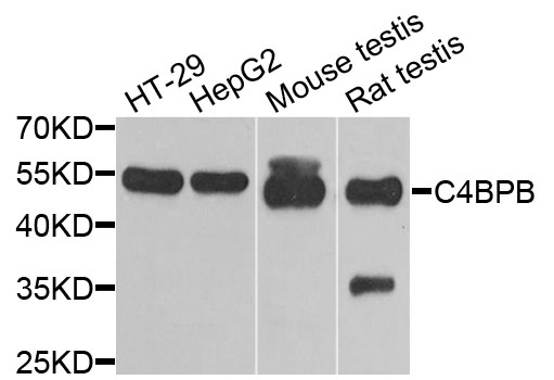 Anti-C4BPB Antibody