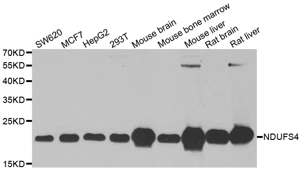Anti-NDUFS4 Antibody