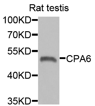 Anti-CPA6 Antibody