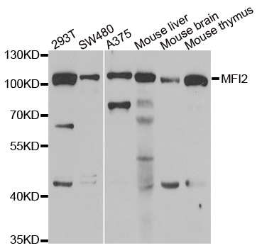 Anti-MFI2 Antibody