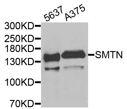 Anti-SMTN Antibody