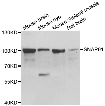 Anti-SNAP91 Antibody