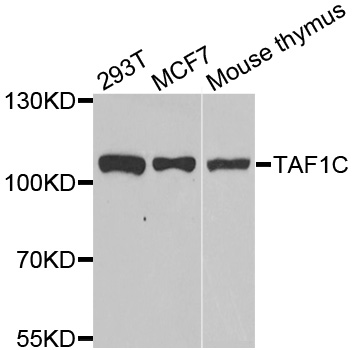 Anti-TAF1C Antibody
