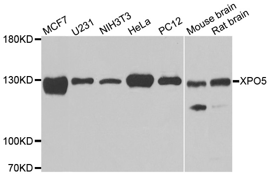 Anti-XPO5 Antibody