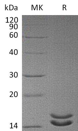 Recombinant Human IL-2 Protein (mutated L100F + R101D + L105V + I106V + I112F) (6xHis Tag)