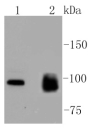 Anti-MKLP1 Antibody