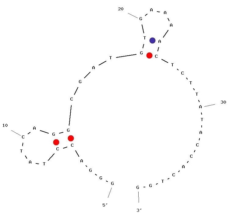 Anti-Vesicular Stomatitis Virus Aptamer (Biotin)