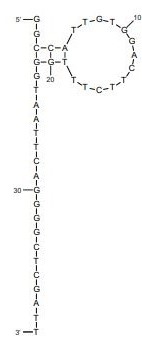 Anti-Rituximab Aptamer [C7] (Biotin)