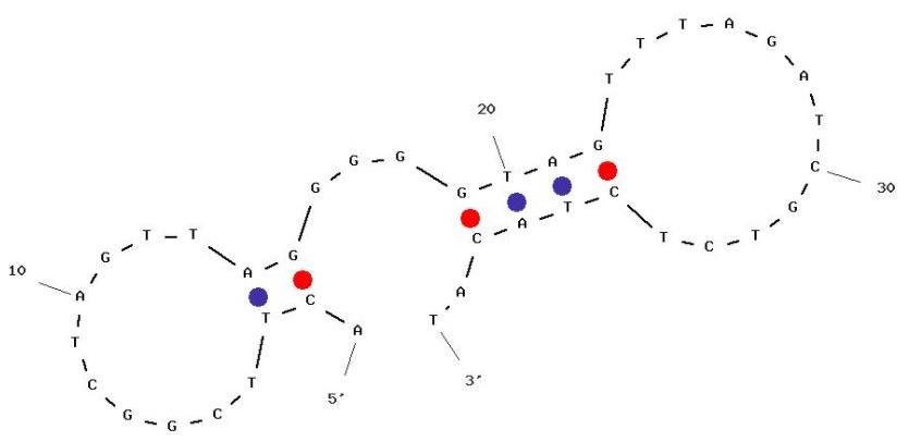 Anti-Rituximab Aptamer [C10] (Biotin)