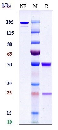 Adalimumab Biosimilar - Anti-TNF alpha Antibody - Low endotoxin, Azide free
