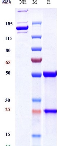 Basiliximab Biosimilar - Anti-IL-2 Receptor alpha Antibody - Low endotoxin, Azide free
