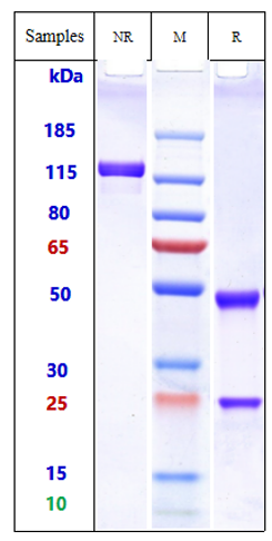Camidanlumab Biosimilar - Anti-IL-2 Receptor alpha Antibody - Low endotoxin, Azide free