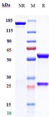 Cetuximab Biosimilar - Anti-EGFR Antibody - Low endotoxin, Azide free
