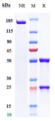 Coltuximab Biosimilar - Anti-CD19 Antibody - Low endotoxin, Azide free