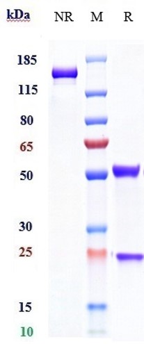 Daclizumab Biosimilar - Anti-IL-2 Receptor alpha Antibody - Low endotoxin, Azide free