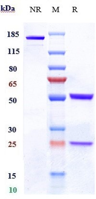 Denintuzumab Biosimilar - Anti-CD19 Antibody - Low endotoxin, Azide free