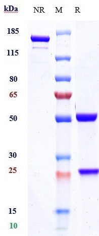 Inebilizumab Biosimilar - Anti-CD19 Antibody - Low endotoxin, Azide free