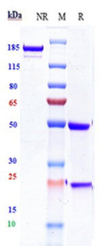 Loncastuximab Biosimilar - Anti-CD19 Antibody - Low endotoxin, Azide free