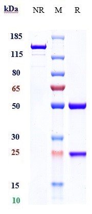 Obexelimab Biosimilar - Anti-CD19 Antibody - Low endotoxin, Azide free