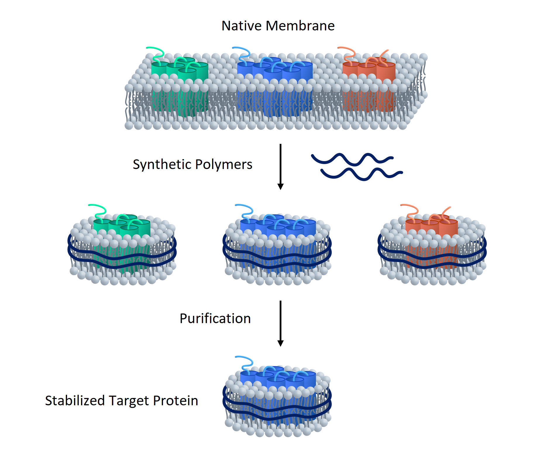Synthetic Nanodisc Human EBV Induced Gene 2/EBI2 Protein