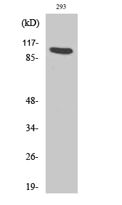 Anti-Ah Receptor Antibody