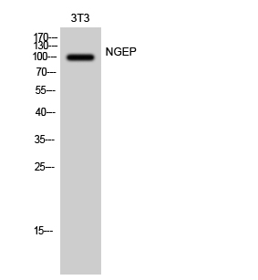 Anti-NGEP Antibody