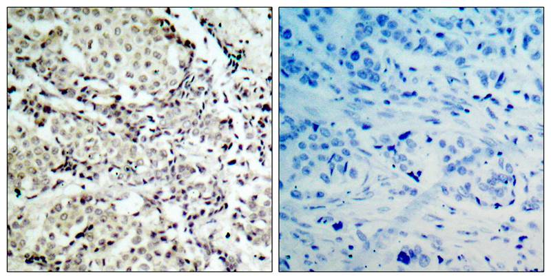 Anti-MKK3 (Ab-189) Antibody Anti-MKK3 (Ab-189) Antibody